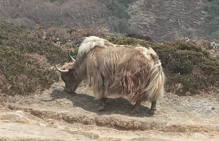 yak